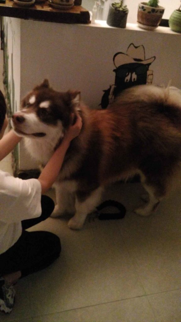 Their hotel had a dog. A very, very fluffy dog.