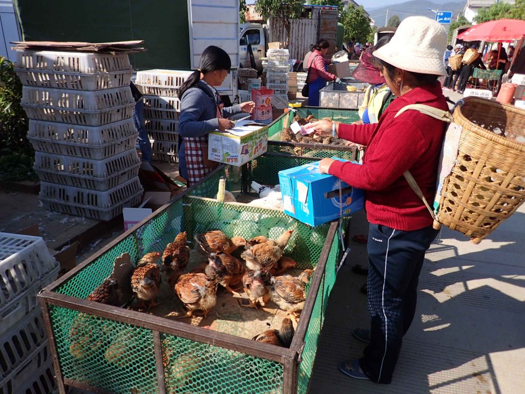 I asked how much these were – only 18 kuai!! That’s about $4 each for a young chicken. No wonder chicken/eggs are so much cheaper than other animals.