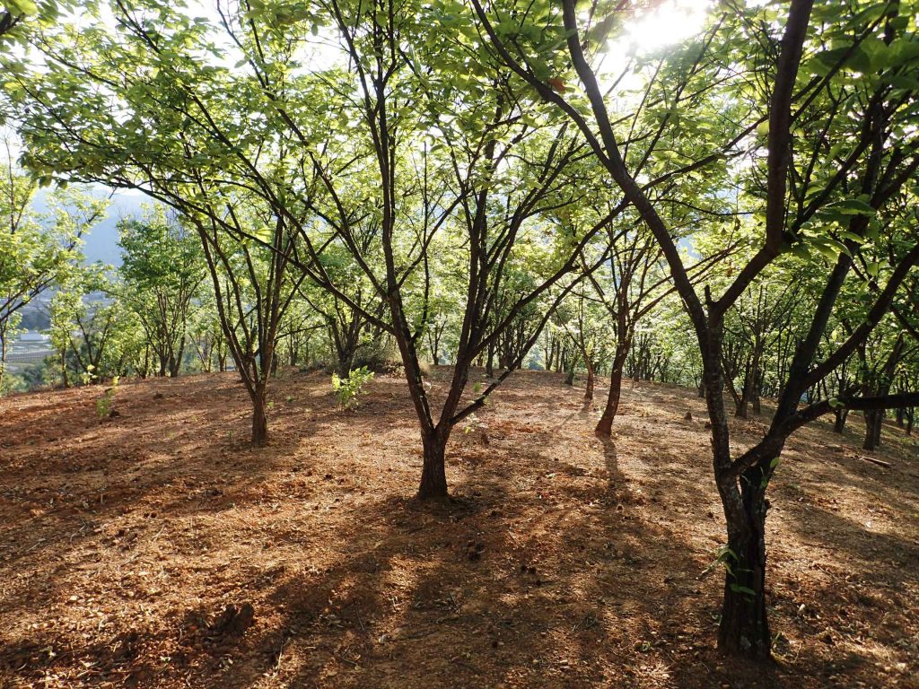 Wandered into a chestnut orchard in late afternoon