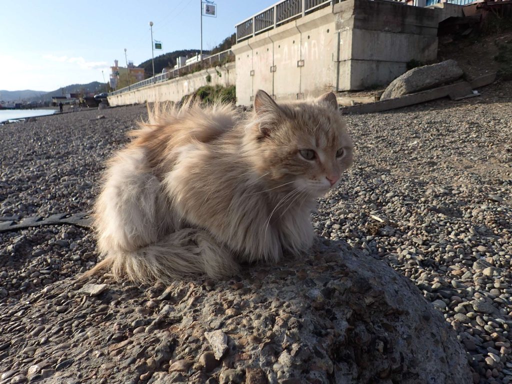 Attracted a scavenger! Evidently he was more interested in the warm rock I was sitting on than the fish scraps, though.