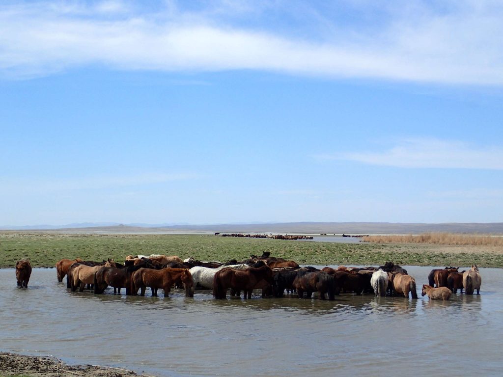 Semi-wild horses taking a bath