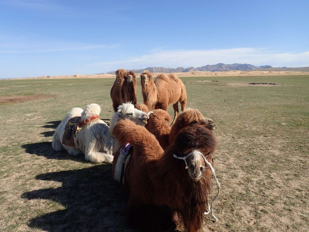 Day’s work complete, the camels resumed eating, sleeping, and defecating. They are, after all, camels.