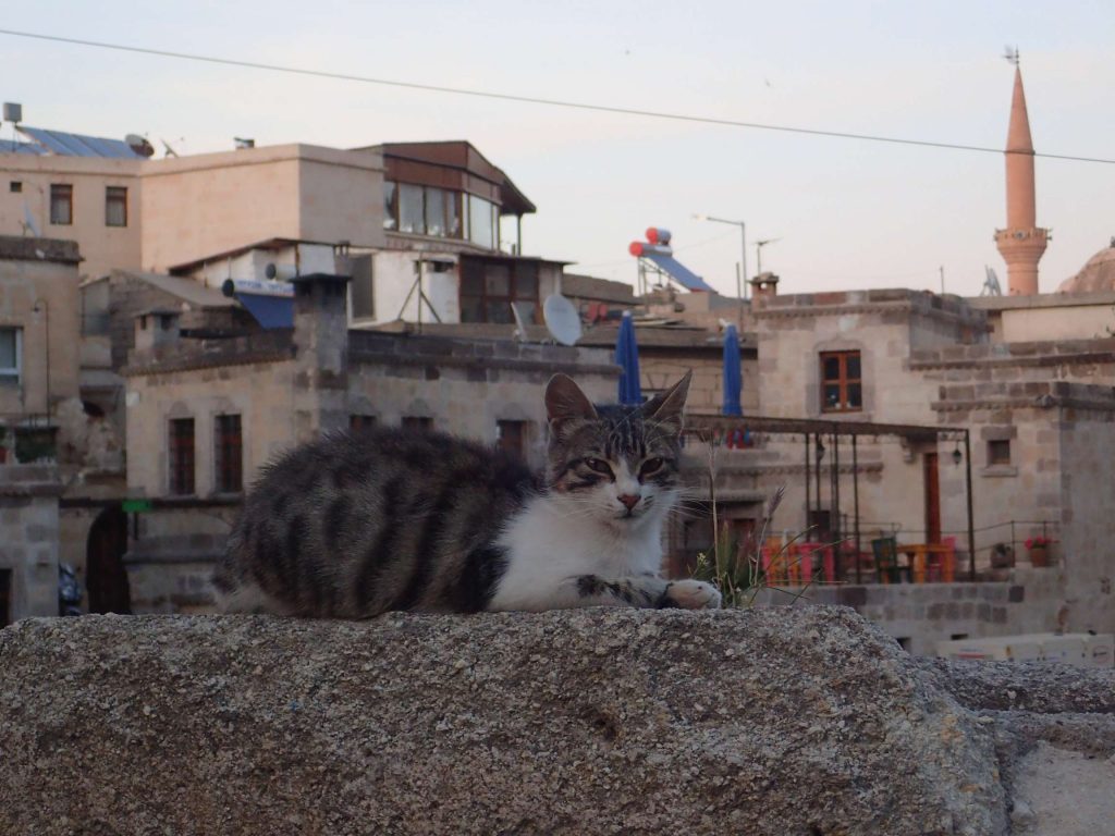 Meeting the locals