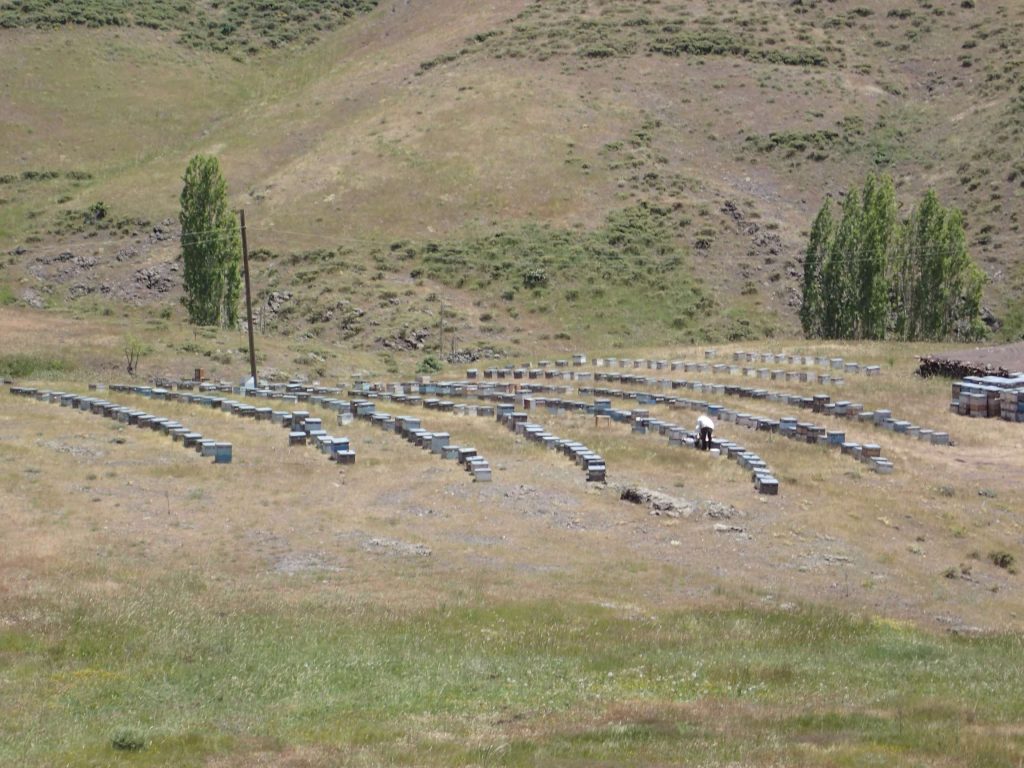 A hillside apiary producing some of the pure honey I saw in the market