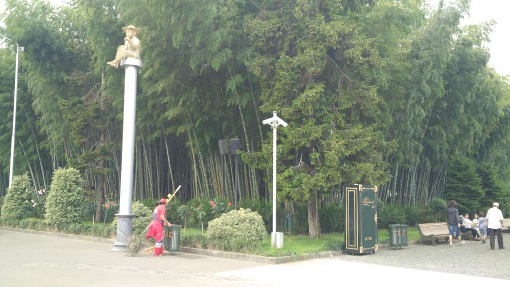 Puzzlingly placed bamboo forest