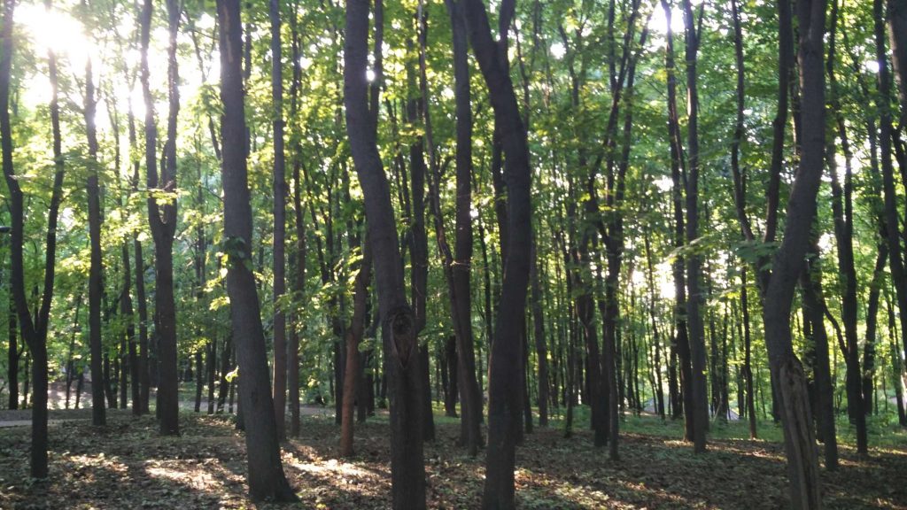 Further south, there’s a second and less-maintained park – but I much preferred this one, it feels like you escape from civilization for a few hours. Peaceful green forest and overgrown paths, you would never expect to find this in the center of Moscow