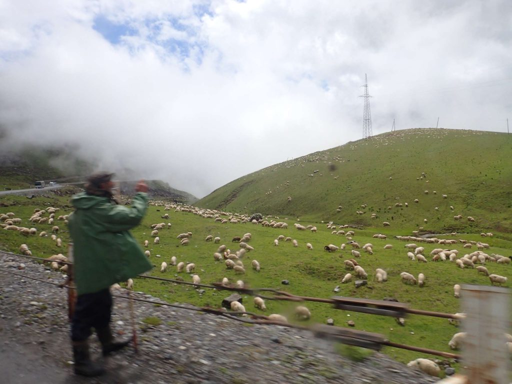 Many sheep, swallowed by the fog and the hillside