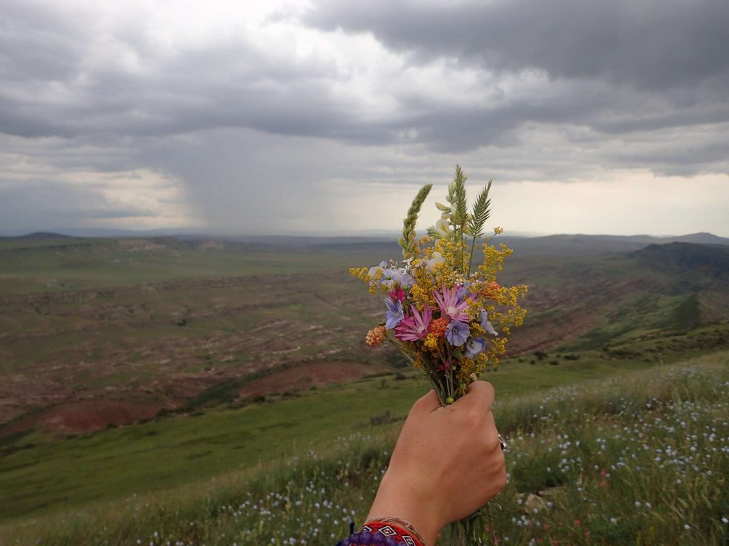 A collection of wildflowers