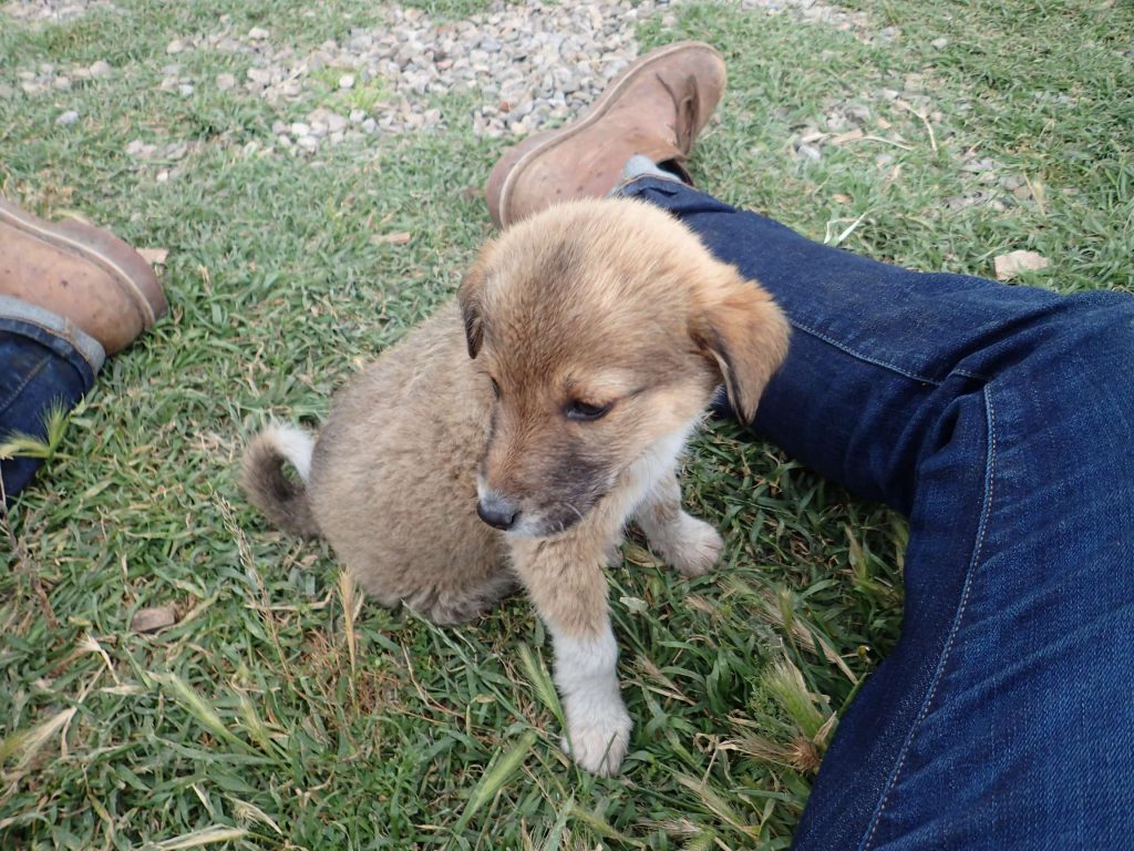 A playful puppy somewhere on the way back to Tbilisi