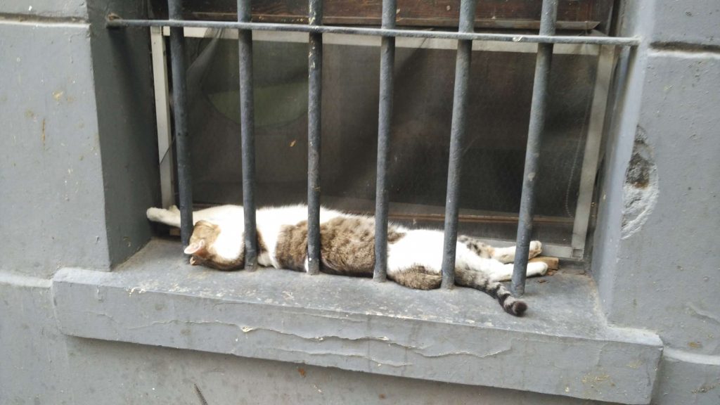 One of Istanbul’s many stray cats making the most of the warmer weather. They’re something of an institution: very well cared for (you see little mountains of cat food everywhere), with poetry, murals, and all sorts of art dedicated to them