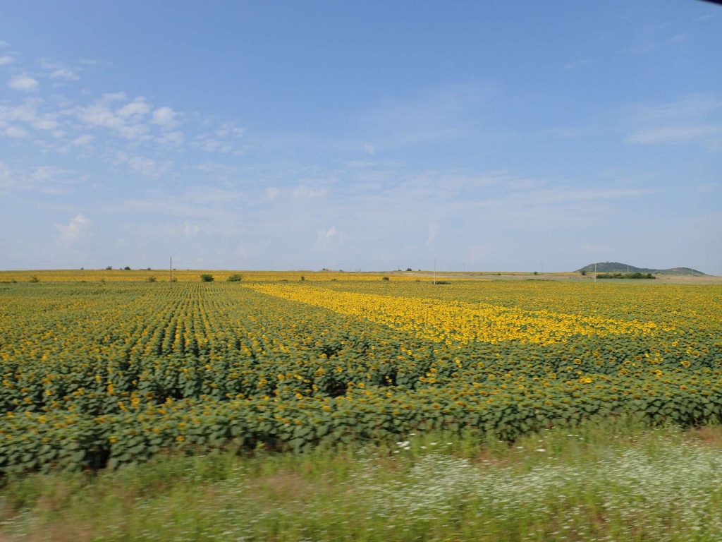 The sunflower fields were lovely, though